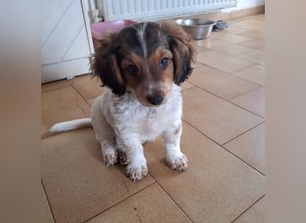 Junghund LEON sucht nach seinem Für-immer-Zuhause