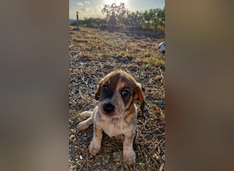 Junghündin LYRA sucht ihr Für-immer-Zuhause