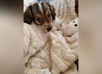 Junghund LEON sucht nach seinem Für-immer-Zuhause