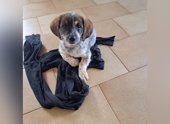 Junghündin LYRA sucht ihr Für-immer-Zuhause