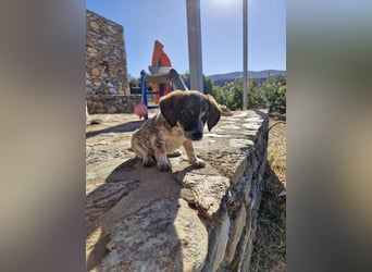 Junghündin LYRA sucht ihr Für-immer-Zuhause