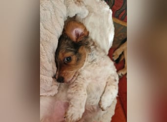 Junghund LEON sucht nach seinem Für-immer-Zuhause