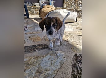 Junghündin LYRA sucht ihr Für-immer-Zuhause