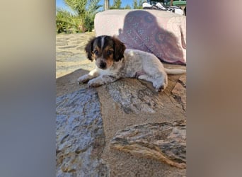 Junghund LEON sucht nach seinem Für-immer-Zuhause