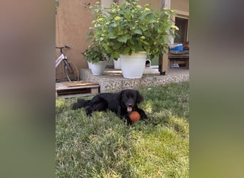 Loui sucht sein Zuhause