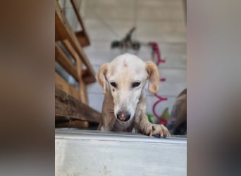 Tjara – eine kleine Seele, die einfach nur dazugehören möchte