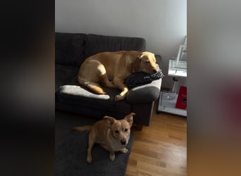 Toffee in 92676 Eschenbach