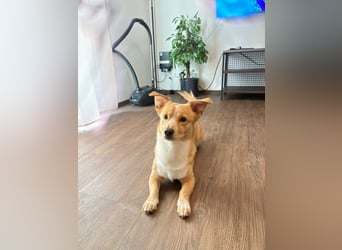 Toffee in 92676 Eschenbach