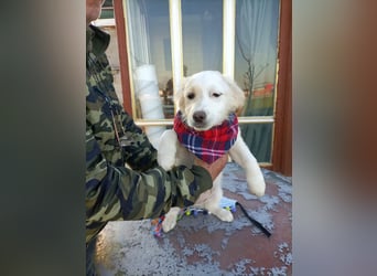 Zuhause gesucht für kleine Kokoni-Mix-Hündin