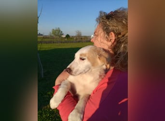 Zuhause gesucht für kleine Kokoni-Mix-Hündin Miri