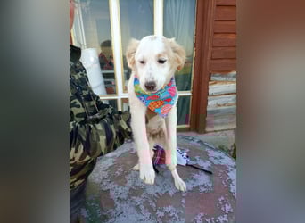 Zuhause gesucht für kleine Kokoni-Mix-Hündin Miri