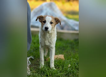 Mia sucht ein Zuhause – zwei bezaubernde Kokoni-Mix-Welpen