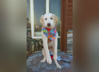 Zuhause gesucht für kleine Kokoni-Mix-Hündin Miri