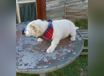 Zuhause gesucht für kleine Kokoni-Mix-Hündin