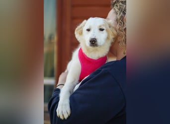 Zuhause gesucht für kleine Kokoni-Mix-Hündin Miri