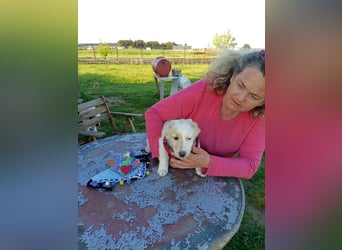 Zuhause gesucht für kleine Kokoni-Mix-Hündin