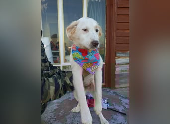 Zuhause gesucht für kleine Kokoni-Mix-Hündin Miri