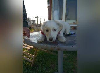 Zuhause gesucht für kleine Kokoni-Mix-Hündin