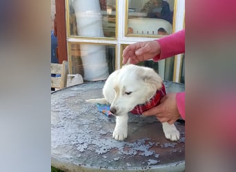 Zuhause gesucht für kleine Kokoni-Mix-Hündin