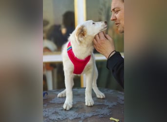 Zuhause gesucht für kleine Kokoni-Mix-Hündin Miri