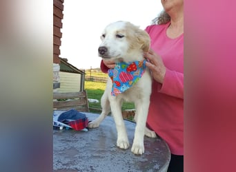 Zuhause gesucht für kleine Kokoni-Mix-Hündin Miri