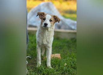 Mia sucht ein Zuhause – zwei bezaubernde Kokoni-Mix-Welpen