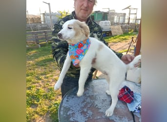 Zuhause gesucht für kleine Kokoni-Mix-Hündin Miri