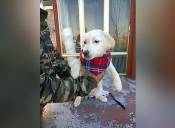 Zuhause gesucht für kleine Kokoni-Mix-Hündin