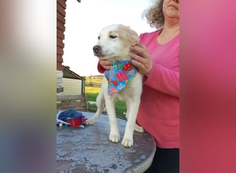 Zuhause gesucht für kleine Kokoni-Mix-Hündin Miri