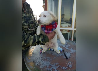 Zuhause gesucht für kleine Kokoni-Mix-Hündin