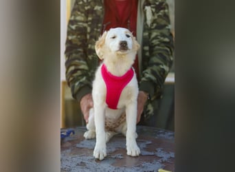 Zuhause gesucht für kleine Kokoni-Mix-Hündin Miri