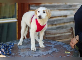 Zuhause gesucht für kleine Kokoni-Mix-Hündin Miri