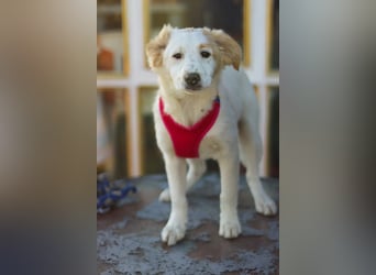 Zuhause gesucht für kleine Kokoni-Mix-Hündin Miri