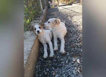 Mia sucht ein Zuhause – zwei bezaubernde Kokoni-Mix-Welpen