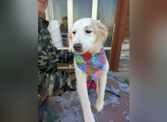 Zuhause gesucht für kleine Kokoni-Mix-Hündin Miri