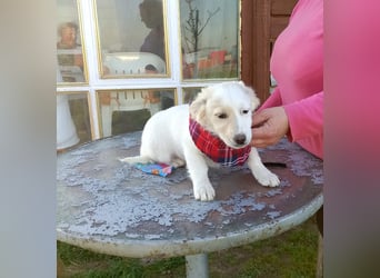 Zuhause gesucht für kleine Kokoni-Mix-Hündin