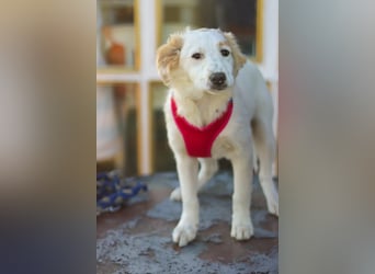 Zuhause gesucht für kleine Kokoni-Mix-Hündin Miri