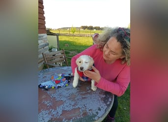 Zuhause gesucht für kleine Kokoni-Mix-Hündin