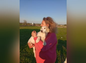 Zuhause gesucht für kleine Kokoni-Mix-Hündin Miri