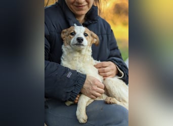 Zuhause gesucht – zwei bezaubernde Kokoni-Mix-Welpen 