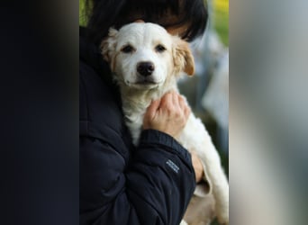 Zuhause gesucht – zwei bezaubernde Kokoni-Mix-Welpen 