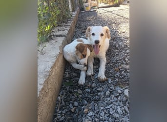 Zuhause gesucht – zwei bezaubernde Kokoni-Mix-Welpen 