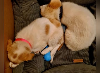 Berta: abenteuerlustiges Welpenmädchen sucht Zuhause