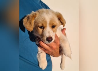 Rosa: sanftes Welpenmädchen sucht Körbchen