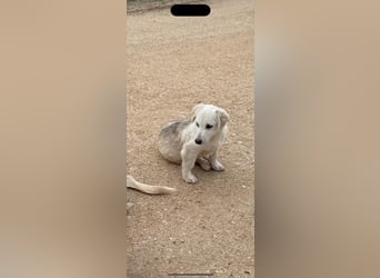 Yuki: Kokoni-Mix sucht Körbchen