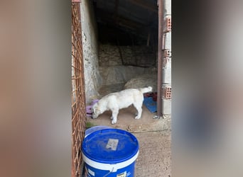 Yuki: Kokoni-Mix sucht Körbchen