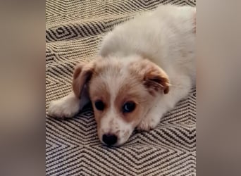 Rosa: sanftes Welpenmädchen sucht Körbchen