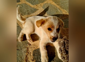 Rosa: sanftes Welpenmädchen sucht Körbchen