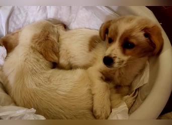 Rosa: sanftes Welpenmädchen sucht Körbchen