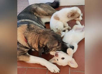 Berta: abenteuerlustiges Welpenmädchen sucht Zuhause